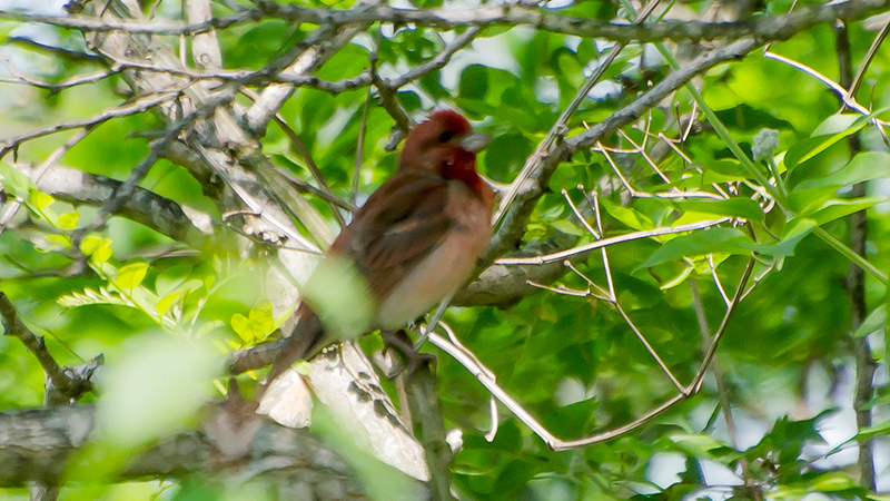 Common Rosefinch