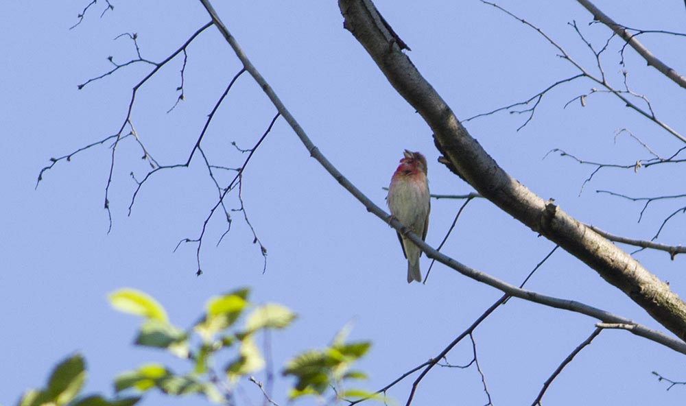 Common Rosefinch