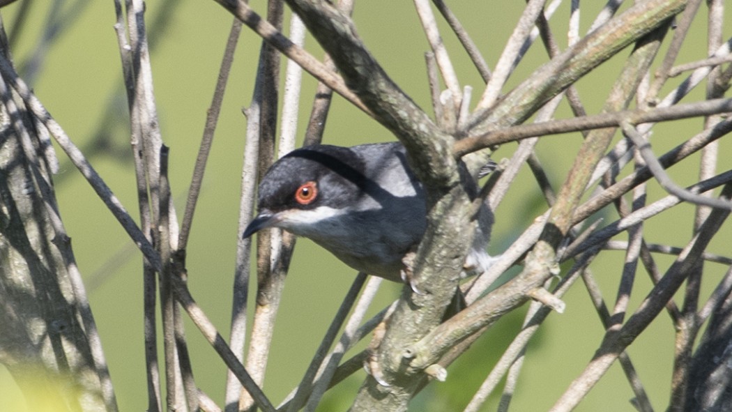 Sardinian Warbler