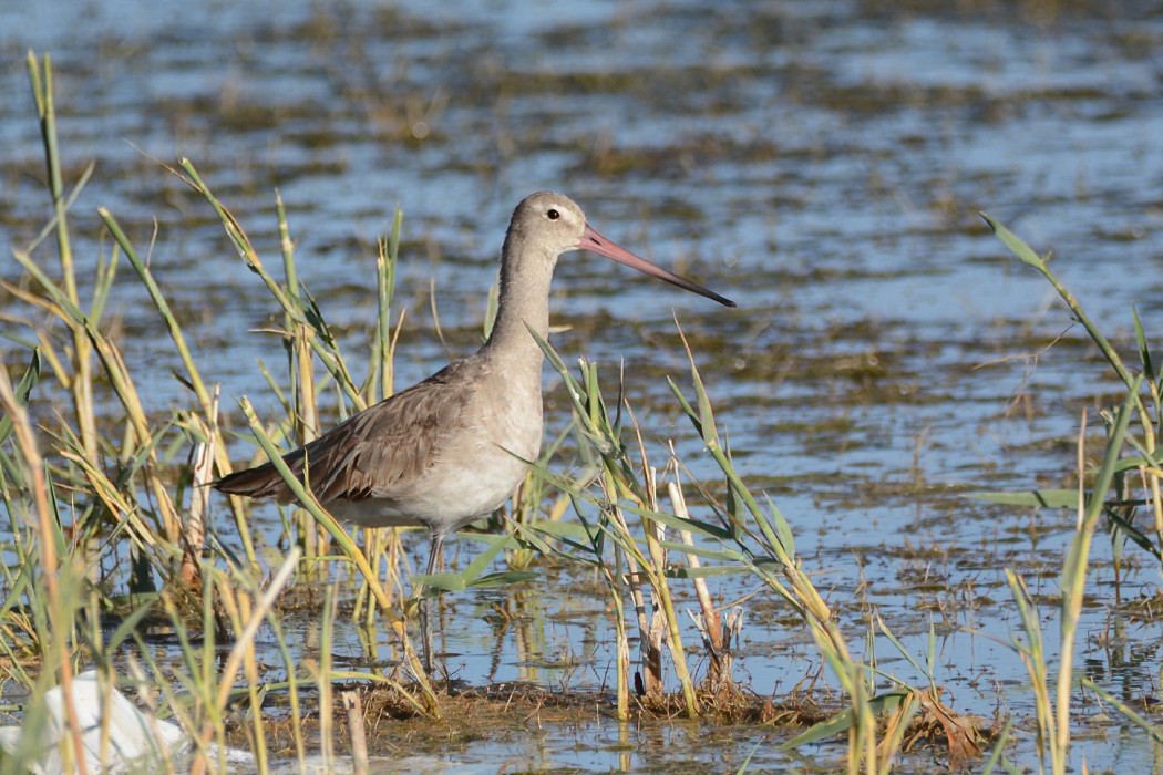 Black-tailed Godwit