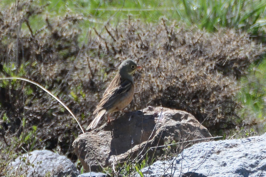 Ortolan Bunting