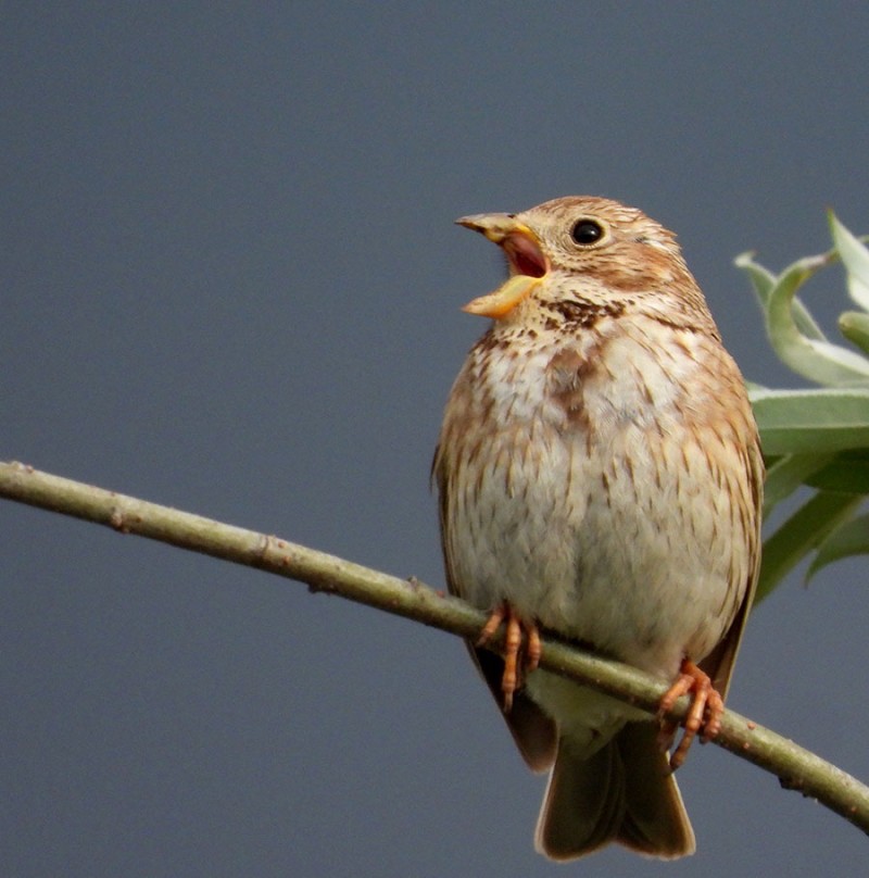 Corn Bunting