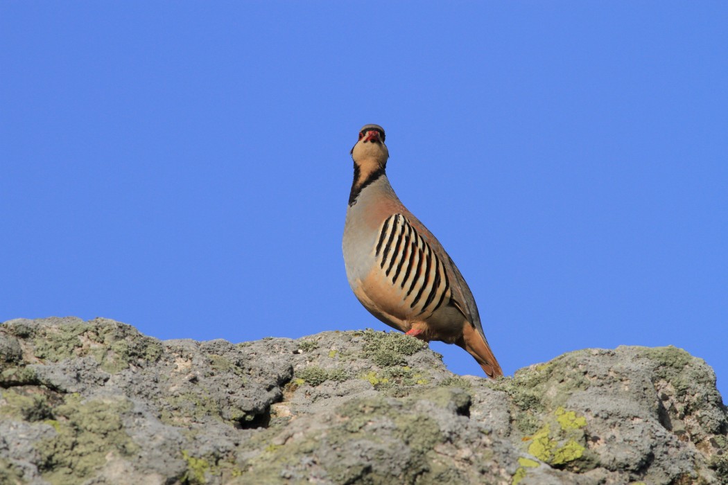 Chukar Partridge