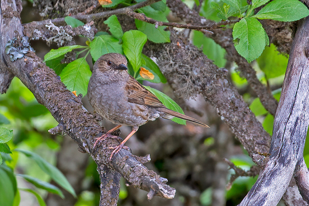 Dunnock