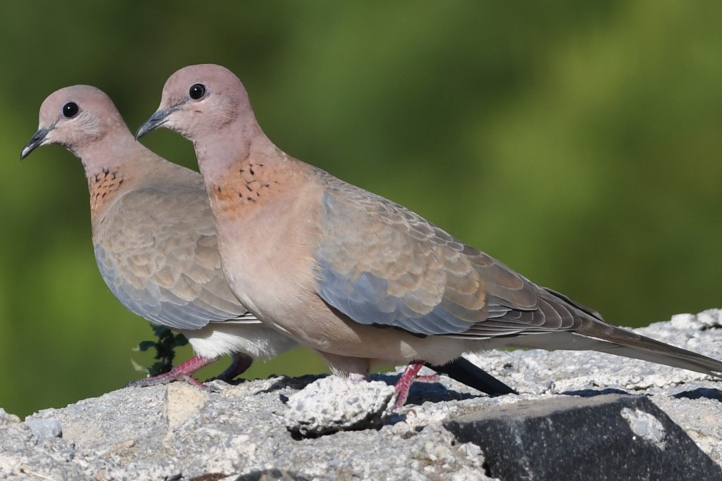 Laughing Dove