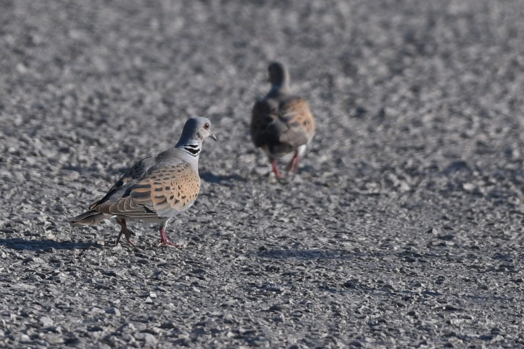 European Turtle Dove