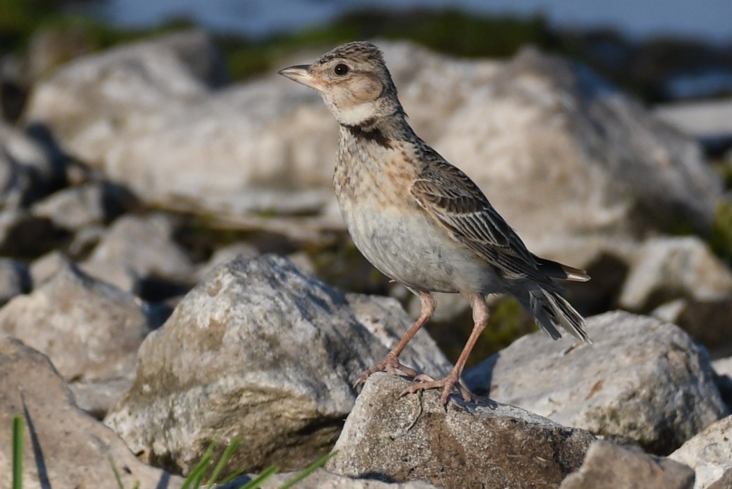 Calandra Lark