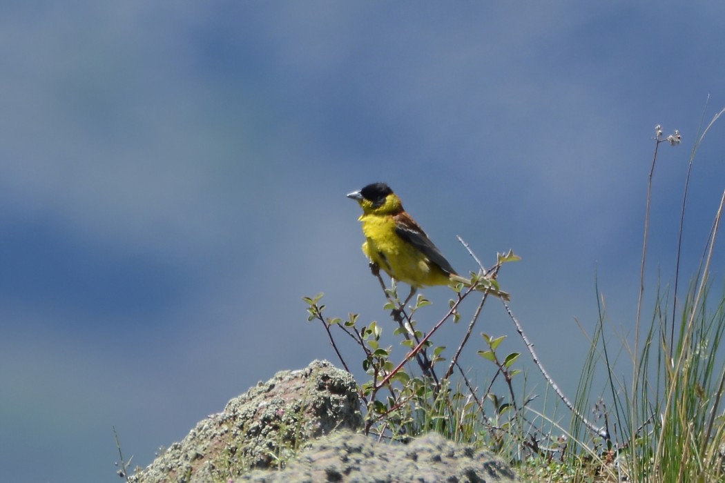 Black-headed Bunting
