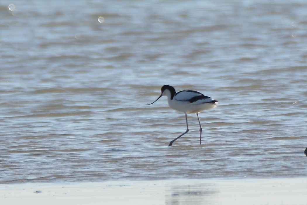 Pied Avocet
