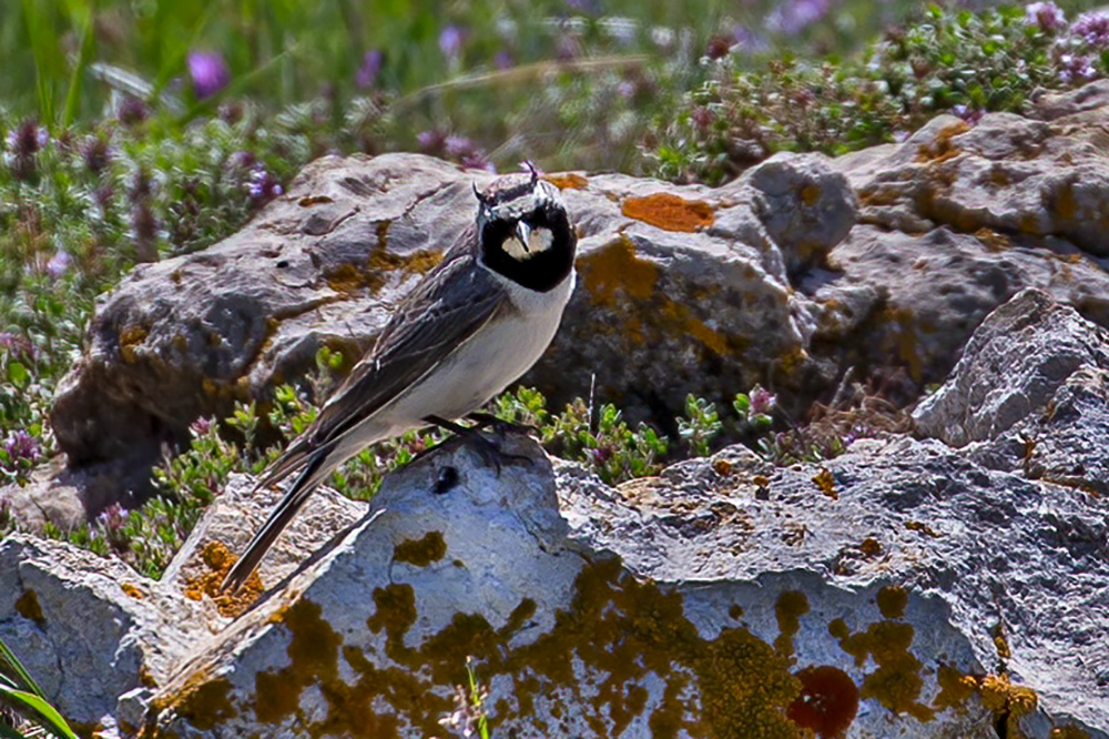 Horned Lark