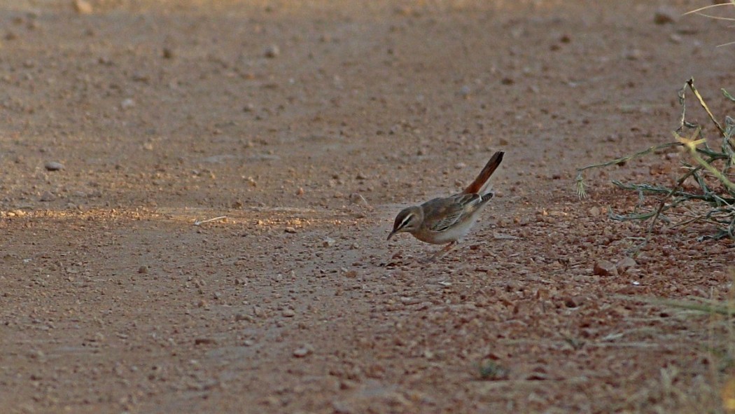 Rufous-tailed Scrub Robin
