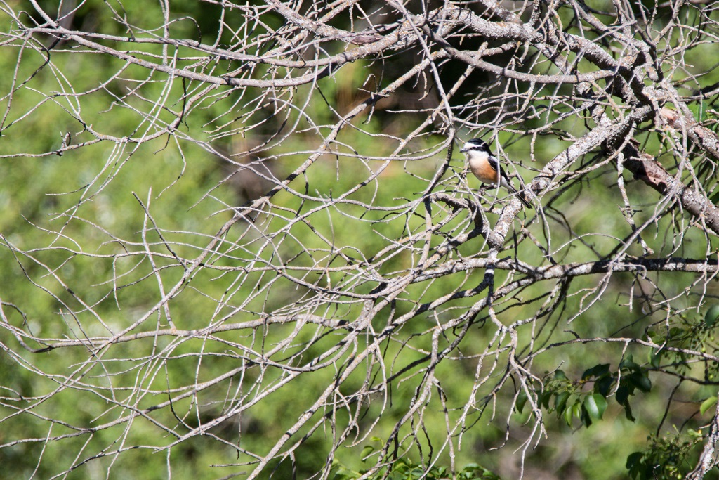 Masked Shrike