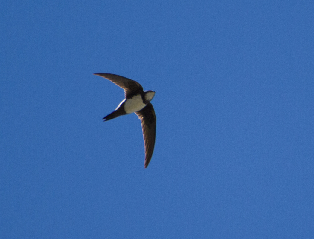 Alpine Swift
