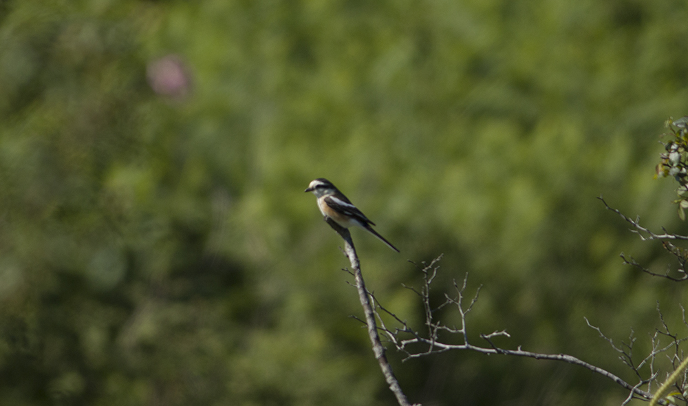 Masked Shrike