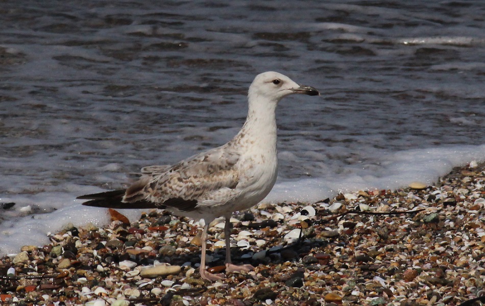 Armenian Gull