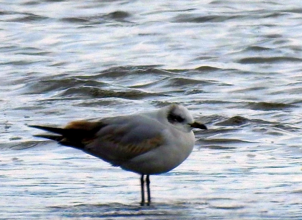 Mediterranean Gull