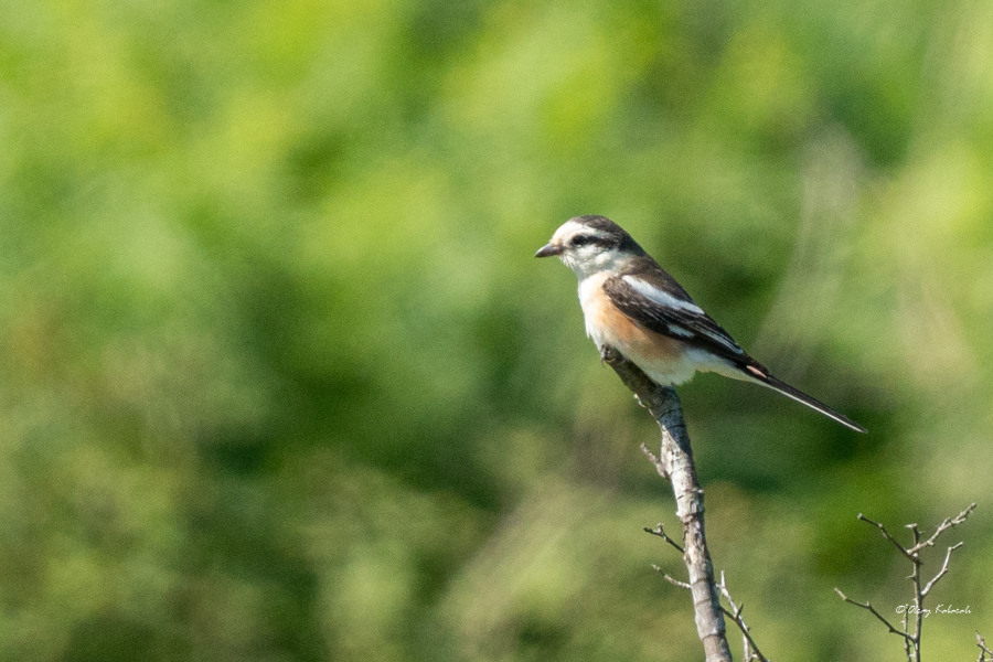 Masked Shrike