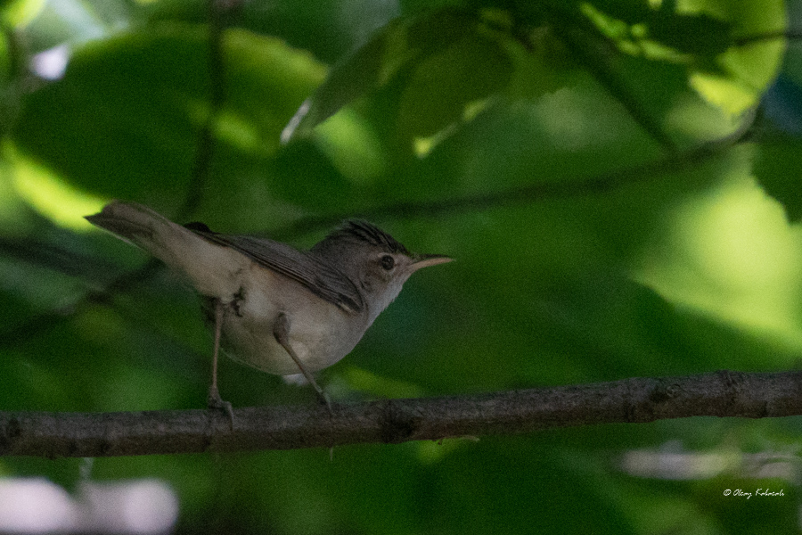 Eastern Olivaceous Warbler
