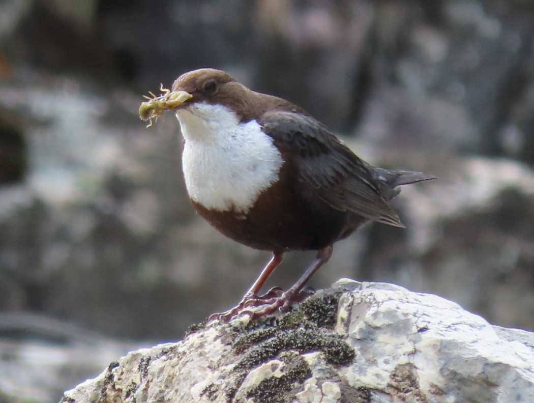 White-throated Dipper