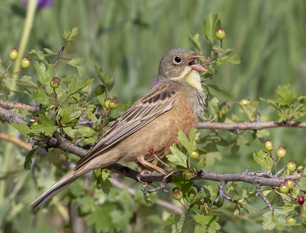 Ortolan Bunting