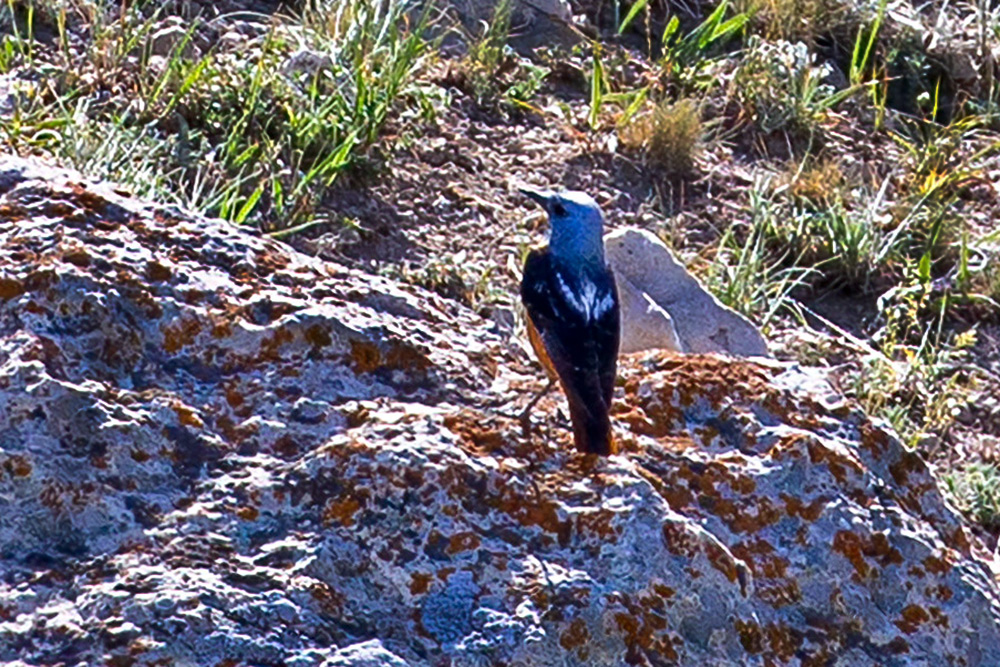 Common Rock Thrush