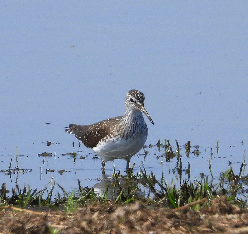 Green Sandpiper