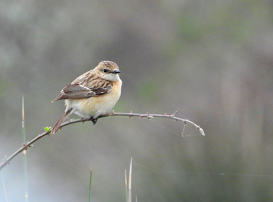 Siberian Stonechat