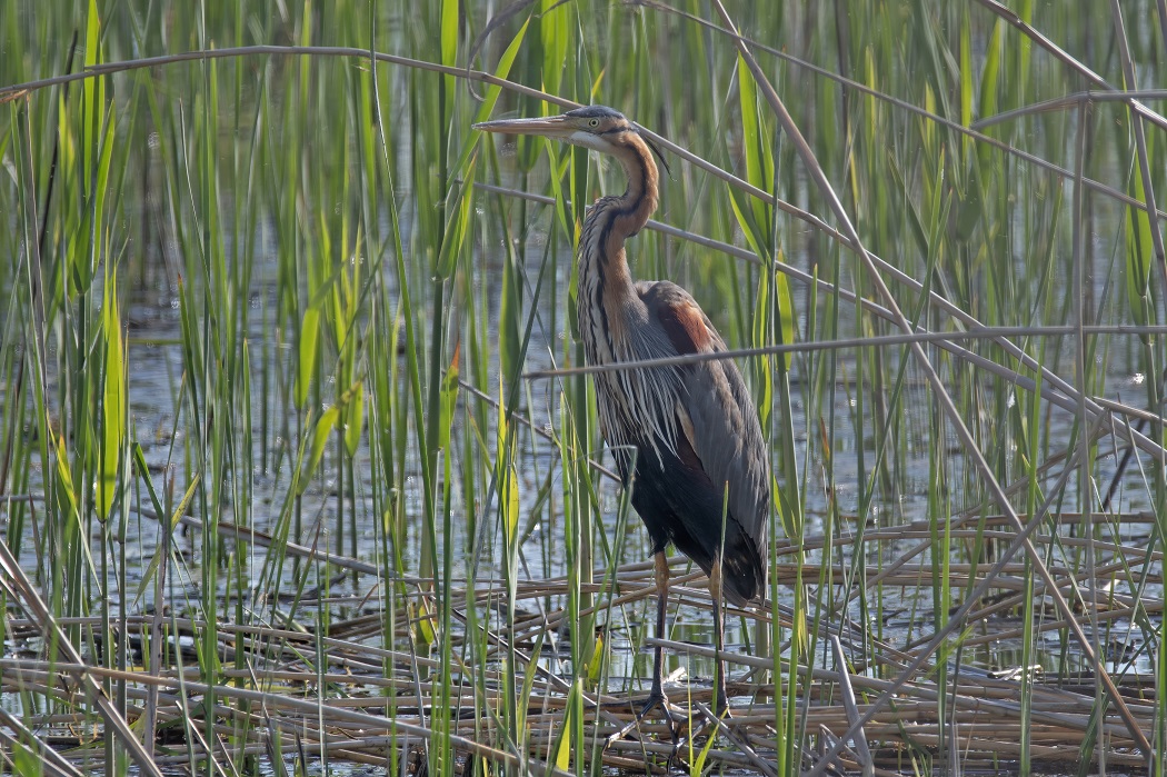 Purple Heron