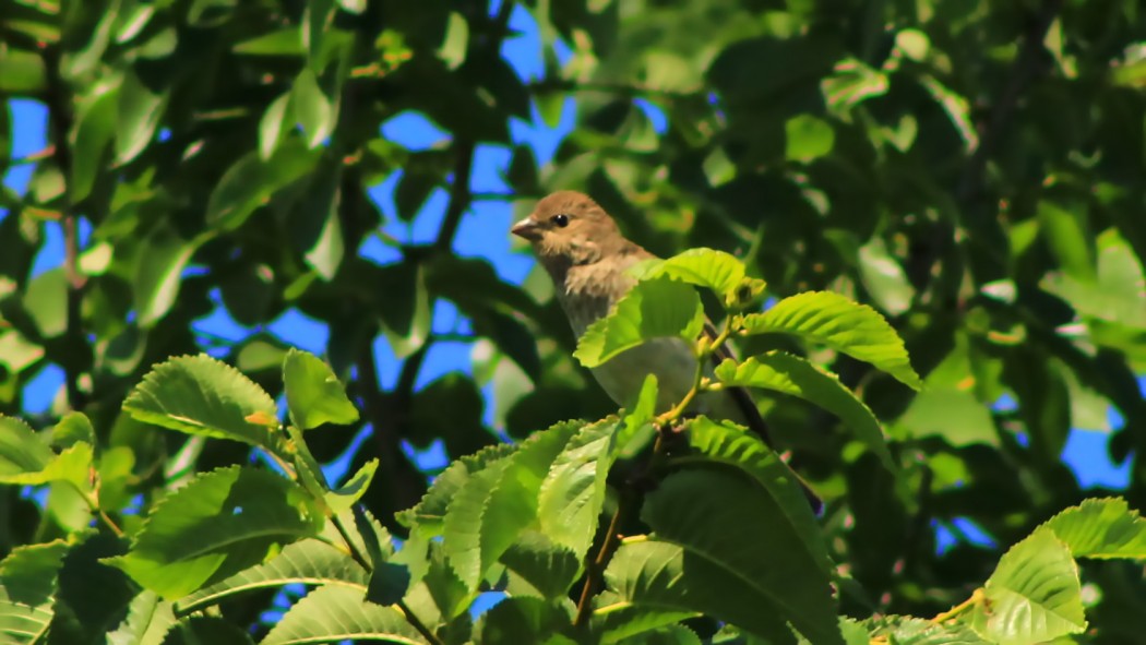 Common Rosefinch