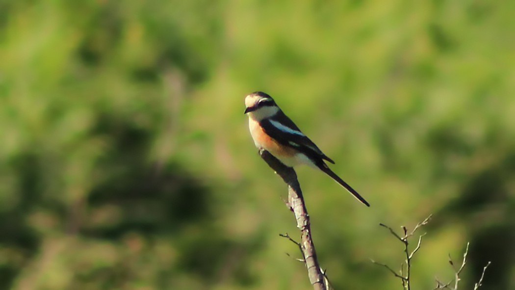 Masked Shrike