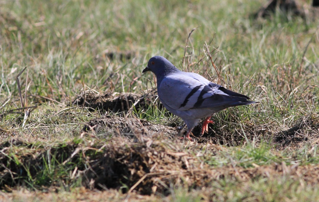 Rock Dove