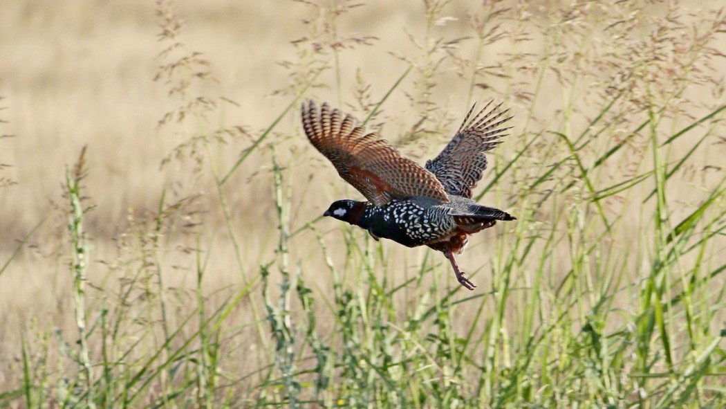 Black Francolin