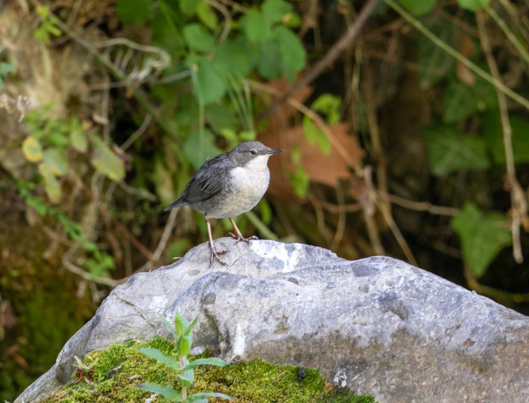 White-throated Dipper