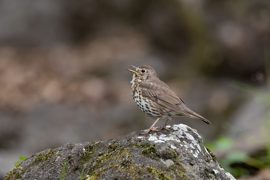 Song Thrush