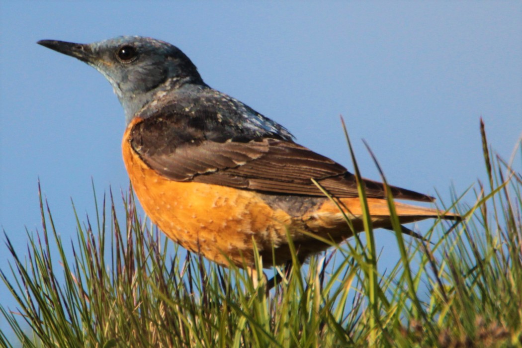 Common Rock Thrush