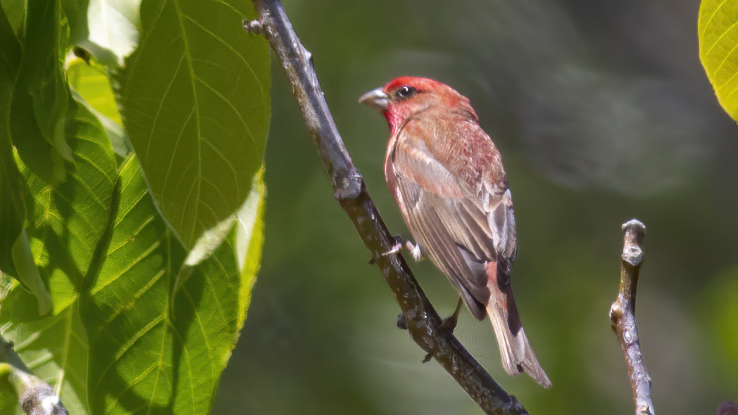 Common Rosefinch