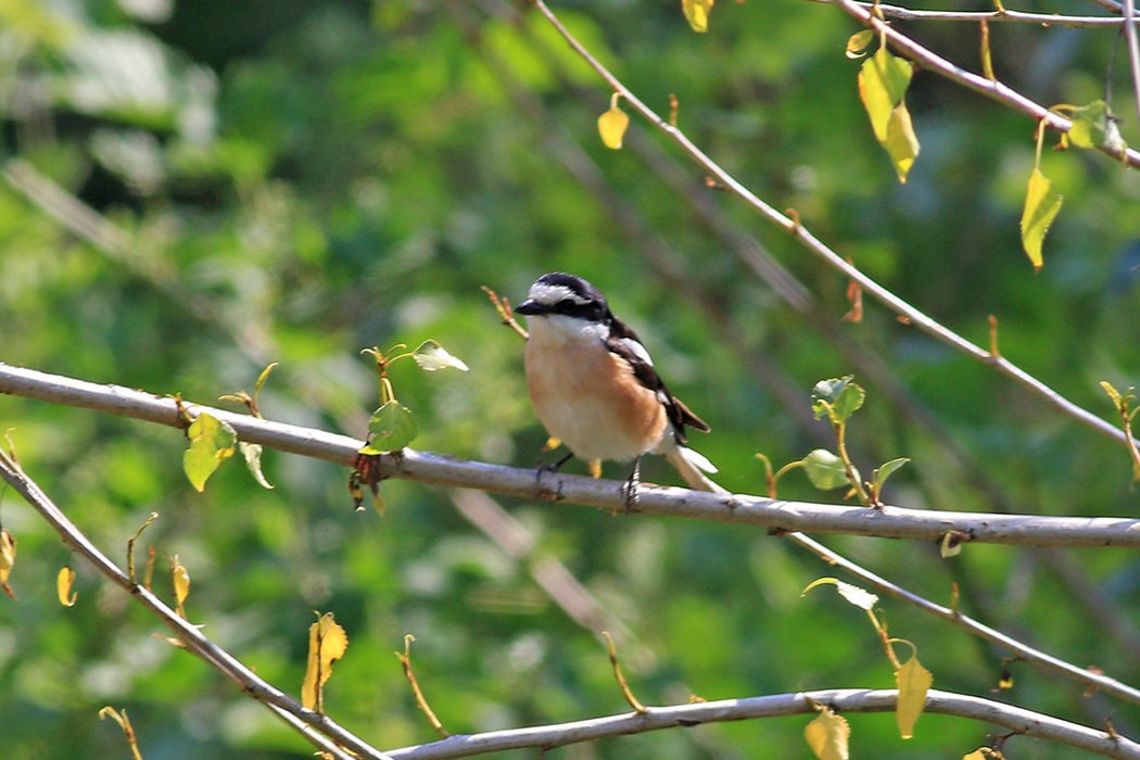 Masked Shrike