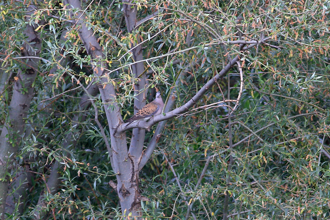 European Turtle Dove