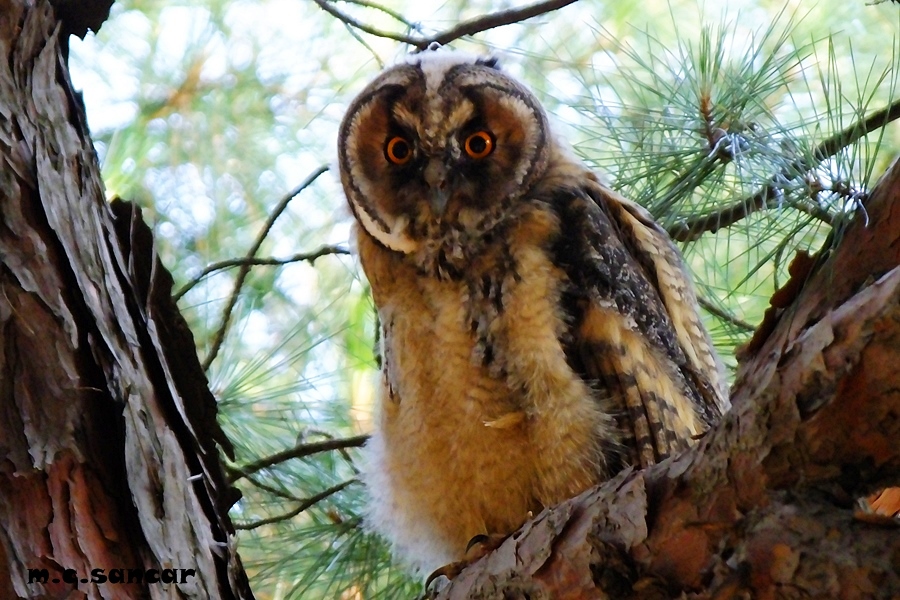 Long-eared Owl