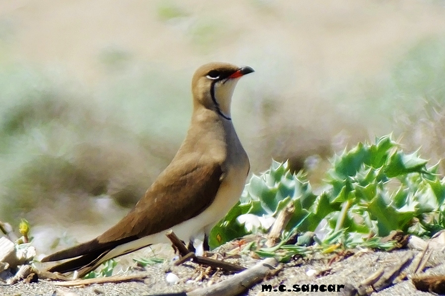 Collared Pratincole