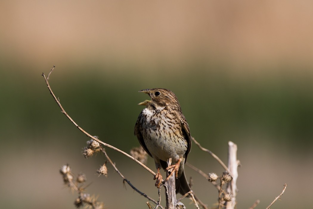 Corn Bunting