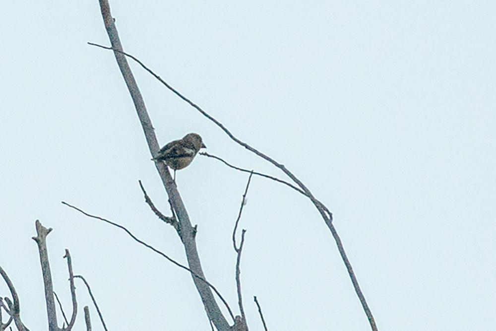 Hawfinch