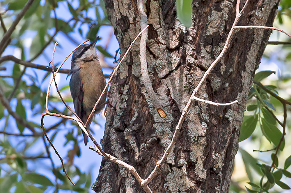 Eurasian Nuthatch
