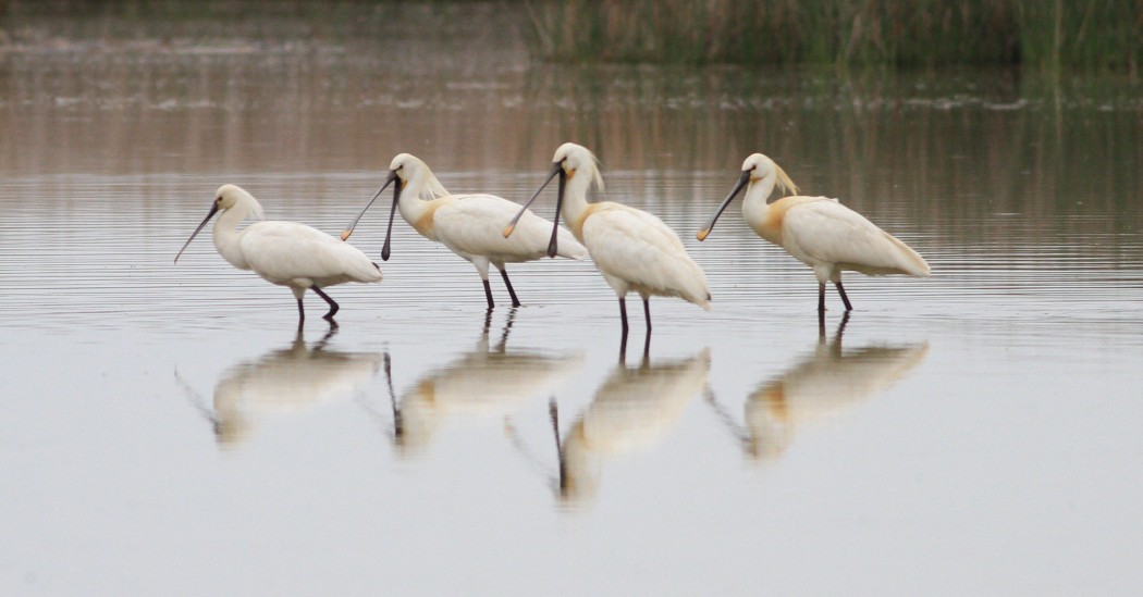 Eurasian Spoonbill
