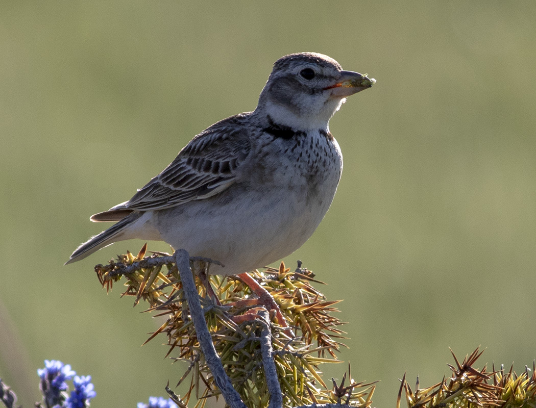 Calandra Lark