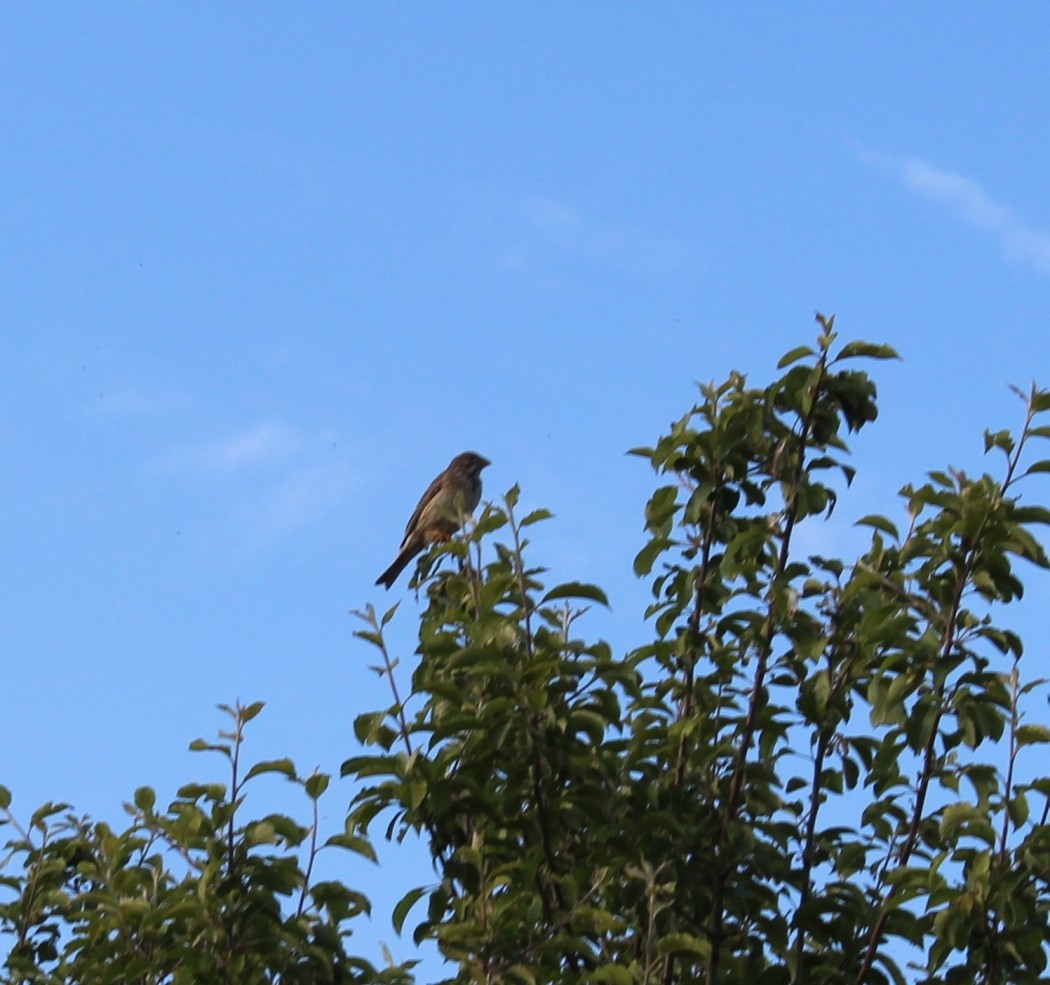 Corn Bunting