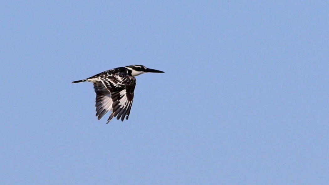 Pied Kingfisher