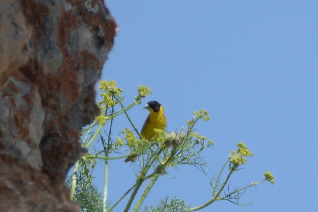Black-headed Bunting