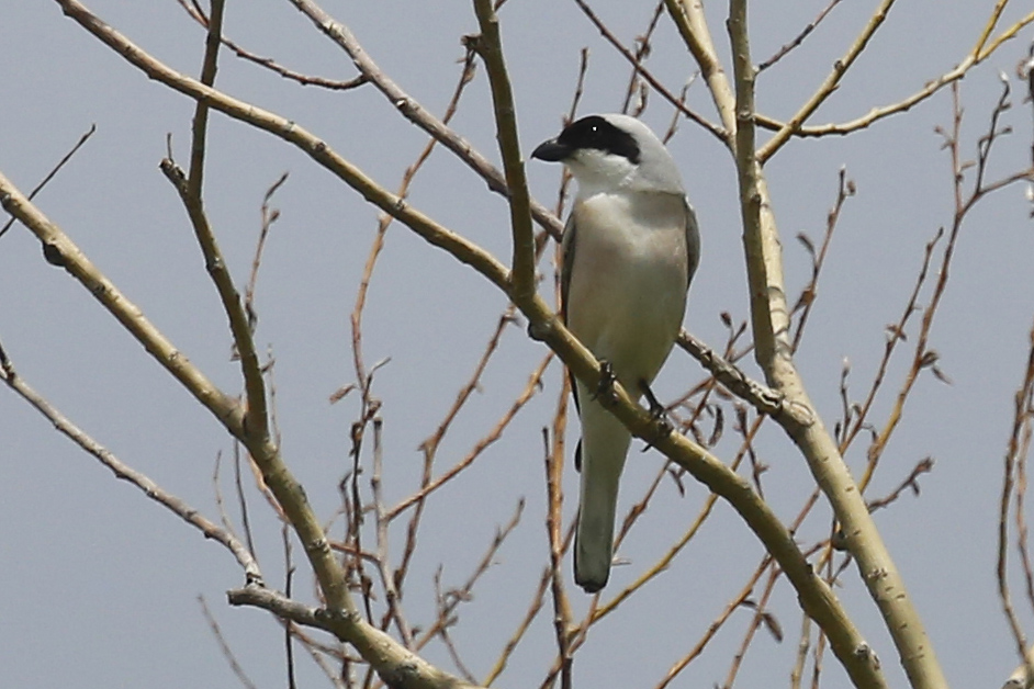 Lesser Grey Shrike