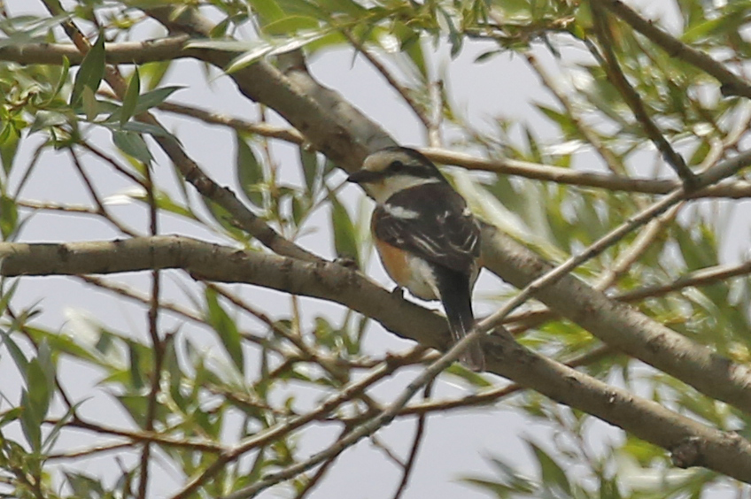 Masked Shrike